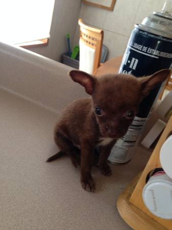 6 week old teacup chihuahua