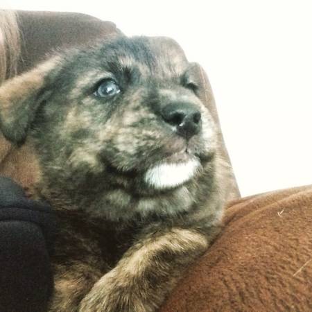 6 week old Tibetan Bull Mastiff puppy (Cincinnati)