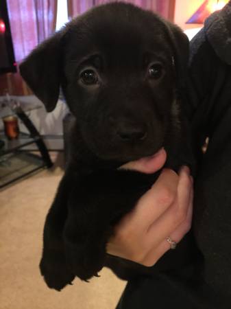 6 week purebred lab puppies 2 male only