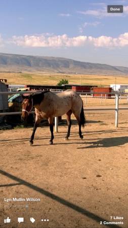 6 year old reg quarter horse