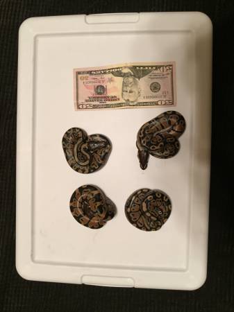 66 possible heterozygous piebald ball pythons (NW OKC)