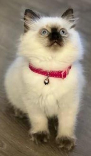 Buy Perfect Ragdoll Kitten Drake