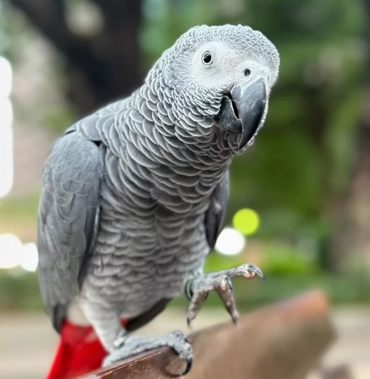 African Grey Parrots for Sale