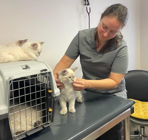 Siberian Kitten Breeders – Health Guarantee