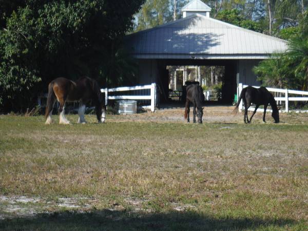 695000  Horse Lovers Dream Florida Horse Ranch (15671 Quail Trail, Bokeelia, Florida)