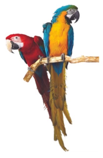 Talking Parrots for Sale
