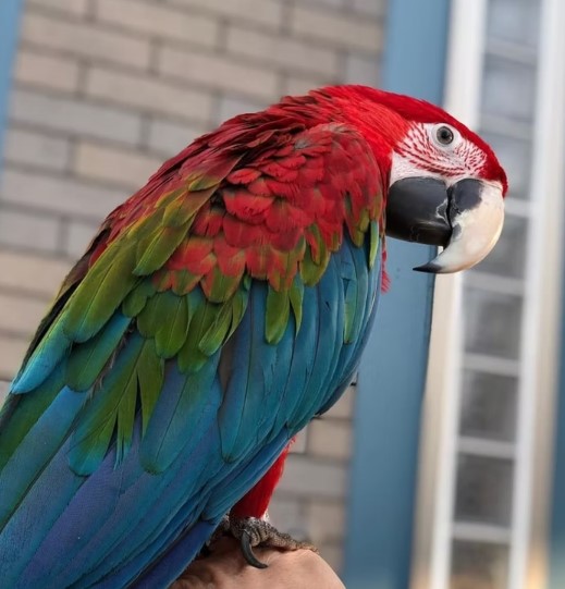 Macaw Parrots for Sale