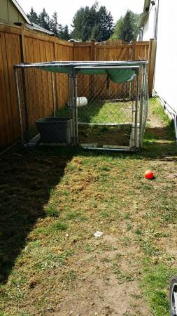 6x6 dog kennel (enumclaw)