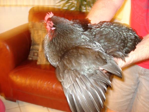 7 month old black chicken,hen cochin (fort lauderdale area)