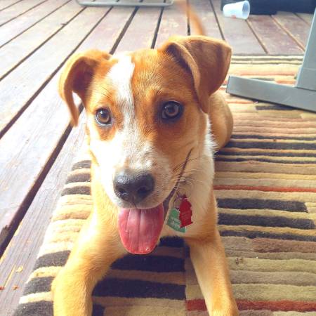 7 month old Female hound mix (New Brunswick)