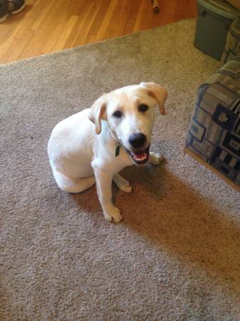 7 month old yellow lab needs home (Cleveland)