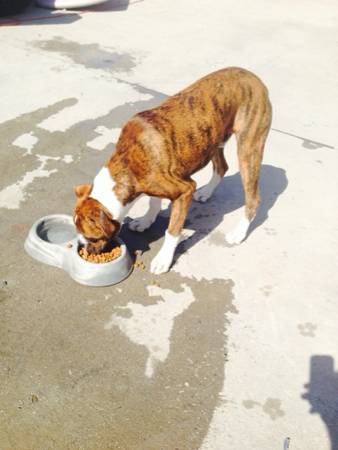 7 months old boxer (Covina)