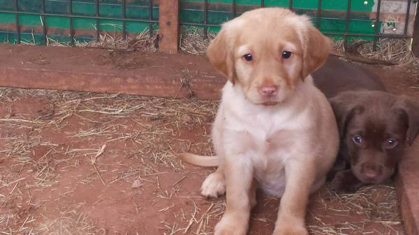 7 week old AKC lab puppies (E OF NORMAN)