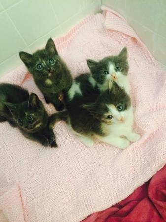 7 Week Old Kittens (Orlando)