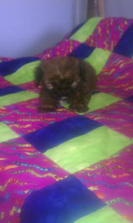 7 week old shih tzu female