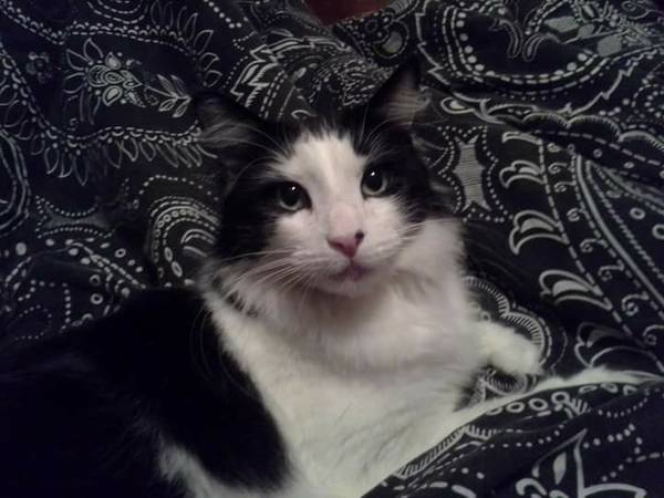 7 year old black and white cat (monroe, mi)