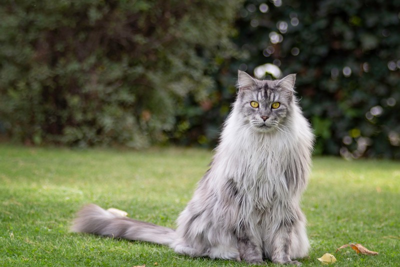 Maine Coon Kittens for Sale