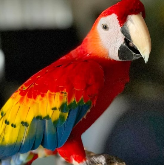 Exotic Parrots for Sale