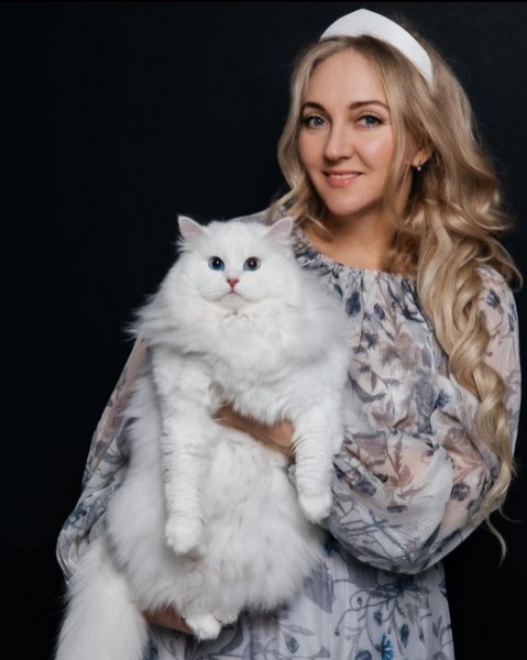 Buy Siberian Cats Online