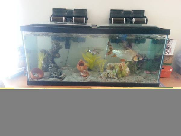 75 gallon freshwater aquarium