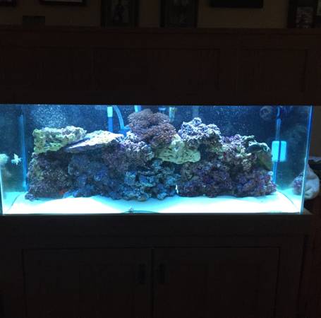 75 gallon saltwater tank complete set up 1000