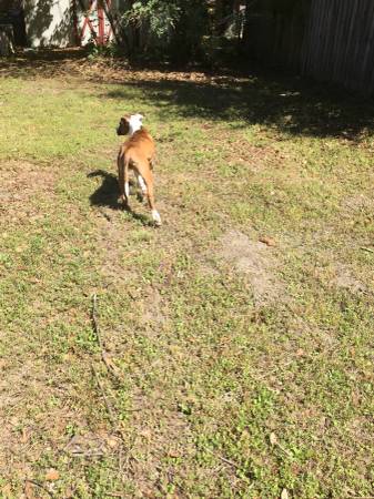 Jack Russell small rehoming fee