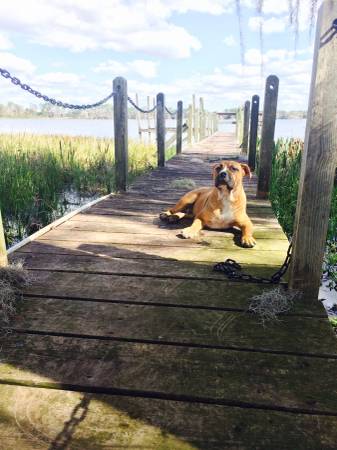 7mo old bulldog puppy (Orlando)