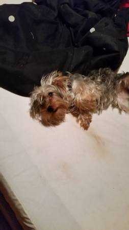 7mon old yorkie (Wewoka)