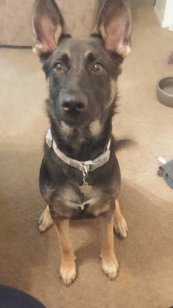 8 month old Female GSD (Fort Worth)