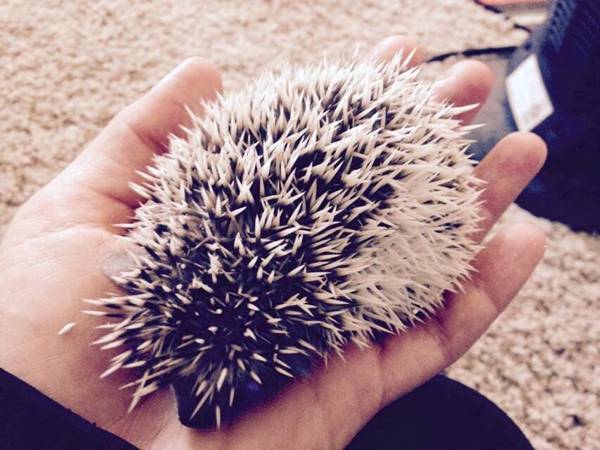8 month old hedgehog (Blair)