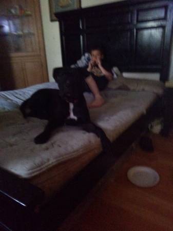 8 month old male pitboxer (pawtucket)