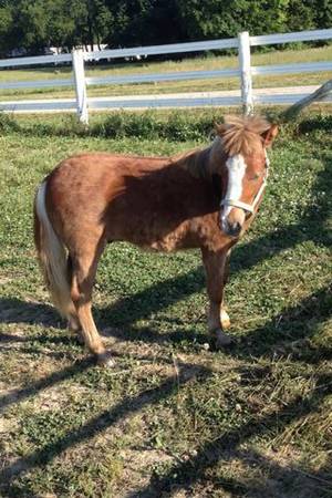 8 month old minature pony (Hartly, de)