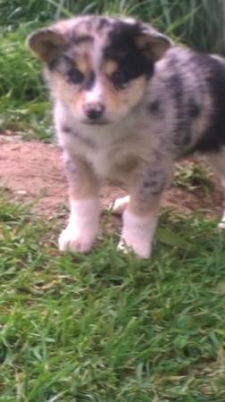 8 WEEK OLD AUSSIE BOARDER COLLIE