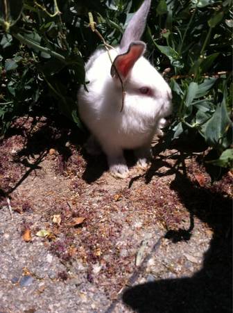 8 week old babby bunny (Boise)
