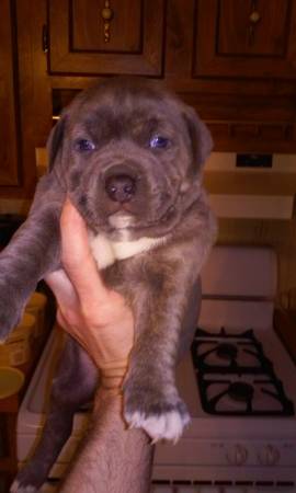 8 week old blue female pit bull (north olmsted)