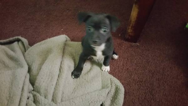 8 week old chihuahua babies (Dearborn Heights)