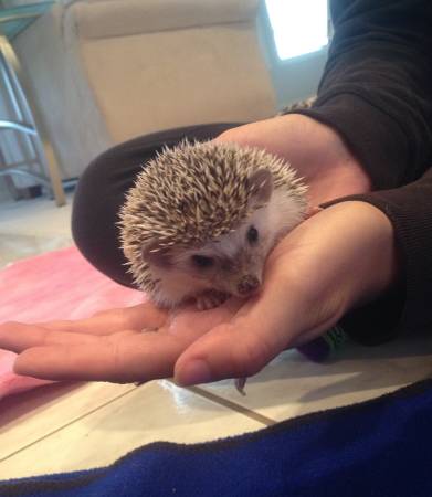 8 Week old Hedgehogs (Gretna)