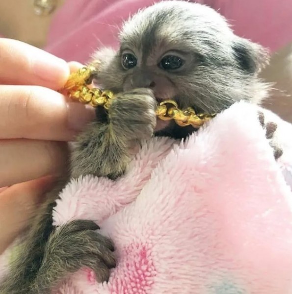 Beautiful Pygmy Marmoset Monkey for Sale