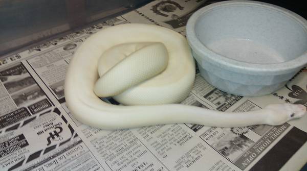 900 Gram Blue Eyed Lucy Ball Python Female (Plymouth)