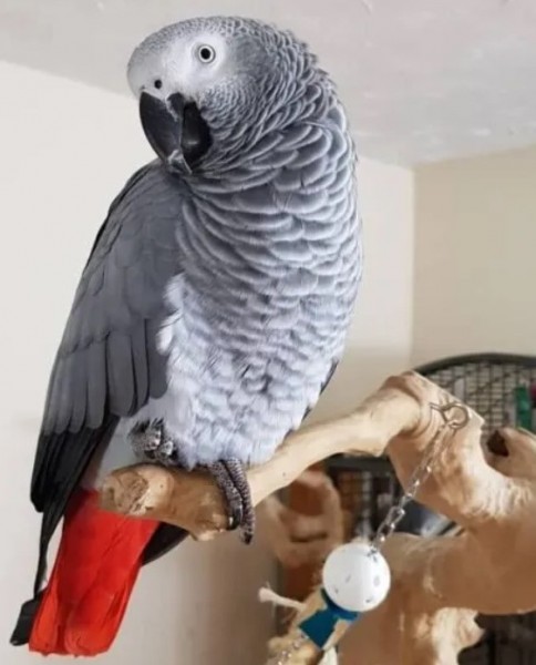 Excellent African Grey Parrot.