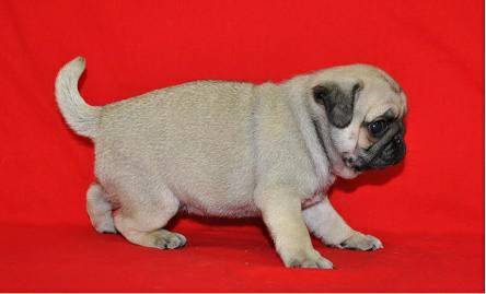 960996099609Fawn and Black Pug Puppies960996099609amp (96099609 long island)