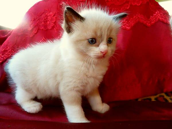 967996799679 RAGDOLL KITTEN  (Addison)