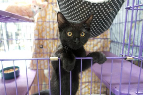 9829 Adorable kittens have arrived 10 Adoptions Friday 12