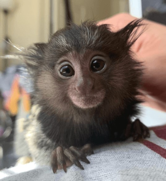 Adorable Male Pygmy Marmoset   