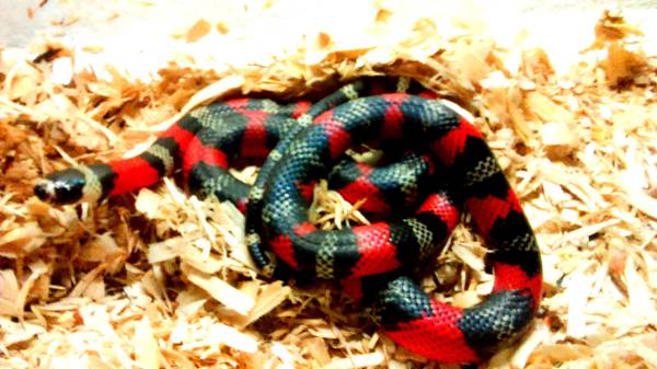 Aberrant Honduran Milk Snake Yearling (Chicago)