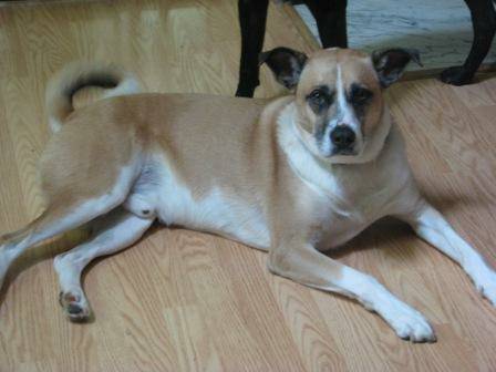 Ace, handsome adult shepherdlab mix (Raleigh)