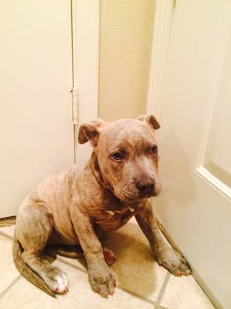 ADBA REGISTERED GOTTI FEMALE PIT 12 weeks