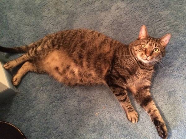 Adopt Pepper and help him overcome the curse of the brown tabby (South Baltimore)