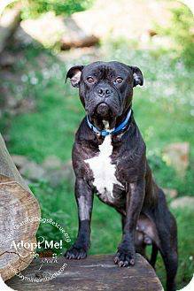 Adopt Steve, laid back 2yr American BulldogBoxer, good with kids amp dogs (GDR)