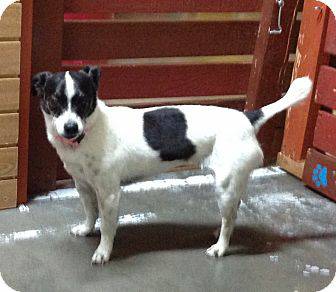 Adoptable Female Rat Terrier Mix (White with Black) Frankee (Treasure Valley)
